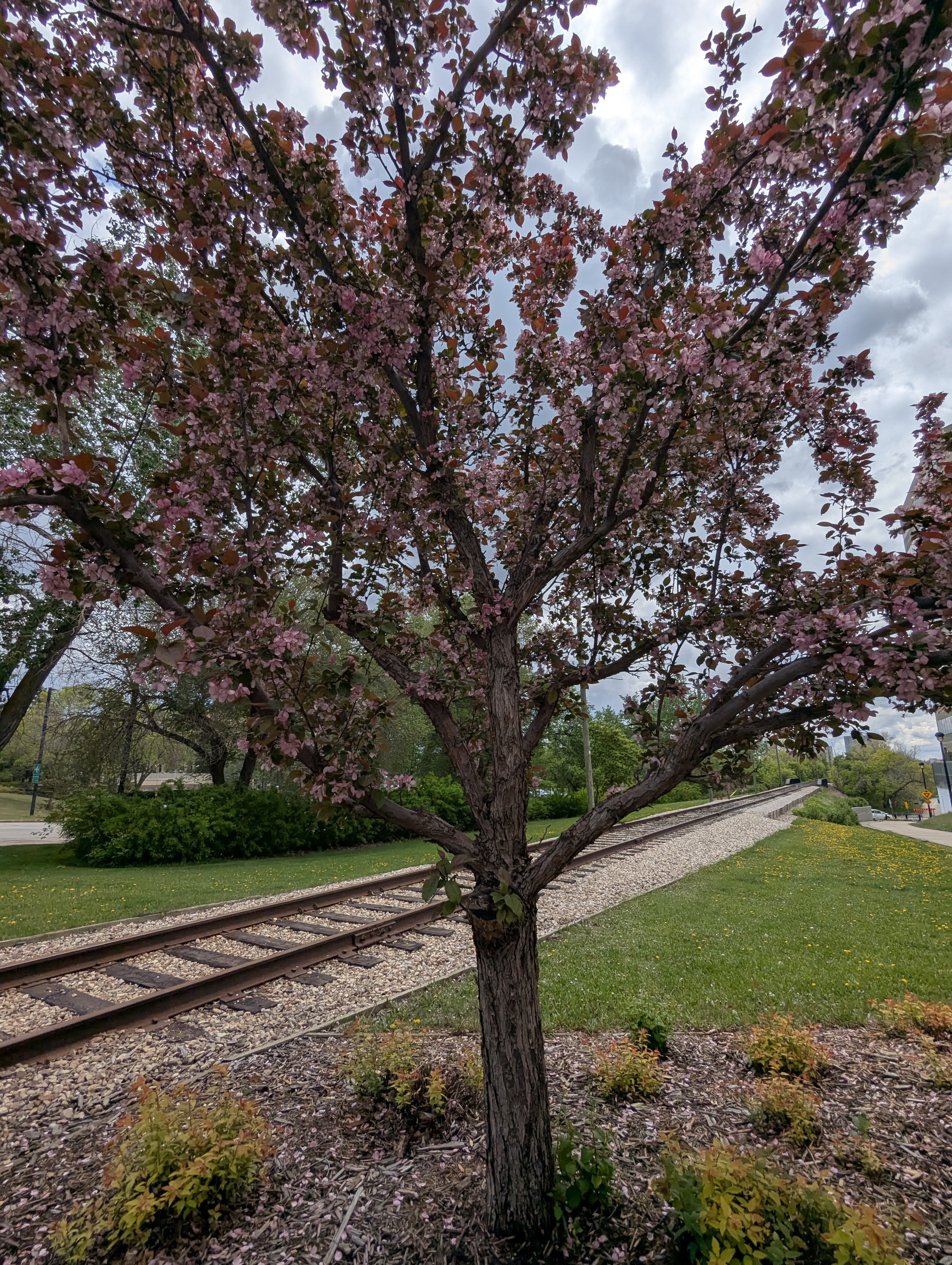 Birthday Trip to Canada, flowering tree, Edmonton
